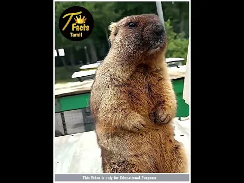 ஏன் இது அப்படியே நிக்குது 😱 #Marmot