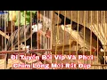Lagu Đi Tuyển Chim Bổi Víp Và Phơi Nhưng Chiến Binh Lông Mới Rất Đẹp 26/11/25 | Khải Chim Hoà Bình