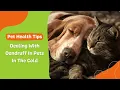 Dealing With Dandruff in Pets In The Cold