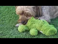 How does Sniffspot work It s like an Airbnb for dogs