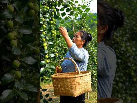 Profitable fruit farming | Jujubi Harvest relaxing scene #profit #farming #shorts