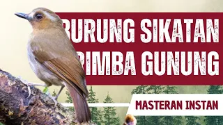 masteran sikatan rimba gunung 10 menit gacor