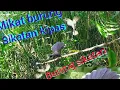 Download Lagu mikat burung sikatan kipas pakai suara ciblek