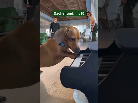 Rating the top dog breeds as musicians.
