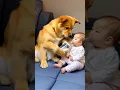 Download Lagu Dog Take Care Of Little Baby AI Video | #ai #aiviral #ytshorts #shorts #funny