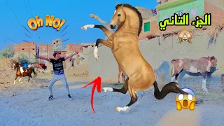 لما اخوك الصغير يشتغل في مزرعة خيل  الجزء التاني      علاء حسين دندنها