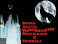 Lagu BIKIN MERINDING TENGAH MALAM!!! SUARA KUNTILANAK X SERIGALA 1 JAM NON STOP