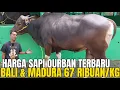 GILA‼️ HARGA SAPI BALI \u0026 MADURA TERBARU DI KANDANG NUSA FARM CISEENG MURAH BANGET‼️