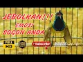 Download Lagu MASTERAN SOGON GACOR PENJEBOL EMOSI SOGON MACET BUNYI TUNGGU 1 MENIT PASTI SOGON RESPON ! #PART 238