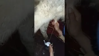 حليب طري وطازج من البقرة إلى البريق 