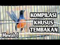 KOMPILASI TEMBAKAN MURAI BATU ISIAN MEWAH, MASTERAN MURAI BATU JUARA