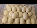 Burmese pythons egg pulling and setup for incubation