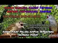 Download Lagu suara pikat burung kapas tembak betina memanggil jantan