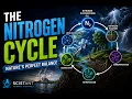 The Nitrogen Cycle The Hidden Process That Makes Life Possible