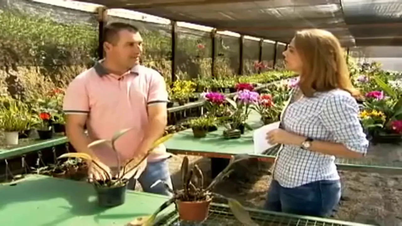 ORQUÍDEAS 8 PASSOS SIMPLES PARA EVITAR QUE SUAS ORQUÍDEAS MORRAM PELA PODRIDÃO NEGRA