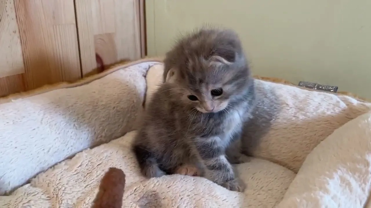 動画