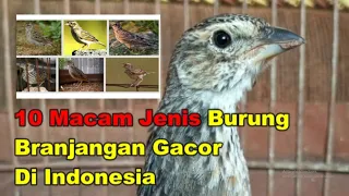 Download 10 Macam Jenis Burung Branjangan Gacor Di Indonesia MP3