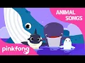 Lagu Song of the Whales | Animal Songs | Learn Animals | Pinkfong Animal Songs for Children