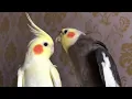 Parkit australia / Cockatiel nyanyi dan bicara