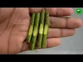Propagate rose from cuttings very fast with onions