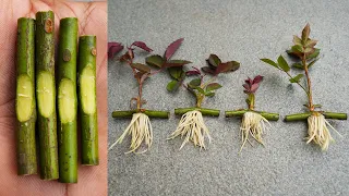 propagate rose from cuttings very fast with onions