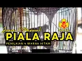 Download Lagu MASTERAN SUARA PERKUTUT BANGKOK JUARA SUARA JERNIH AMPUH PANCINGAN KUNG MANIA