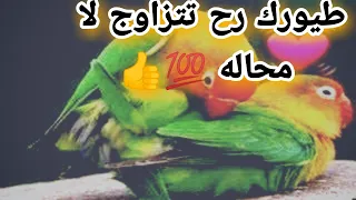 صوت فيشر وروز هائج أفضل طريقة لتحفيز طيور الفيشر والروز على التزاوج انا جربتها بنفسي ومضمونه 100 