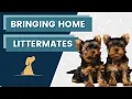 Lagu Littermates Tips For Training 2 Puppies At Once