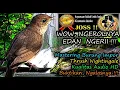 Download Lagu Masteran Burung Luar Negeri Suara Paling Dicari - Thrush Nightingale HD AUDIO