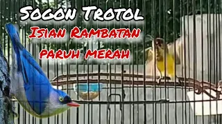 burung sogon nembak isian rambatan paruh merah