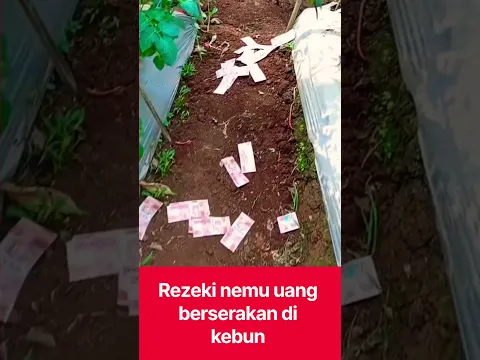 uang di kebun