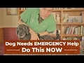 5 Emergency Skills to Save Your Dog s Life