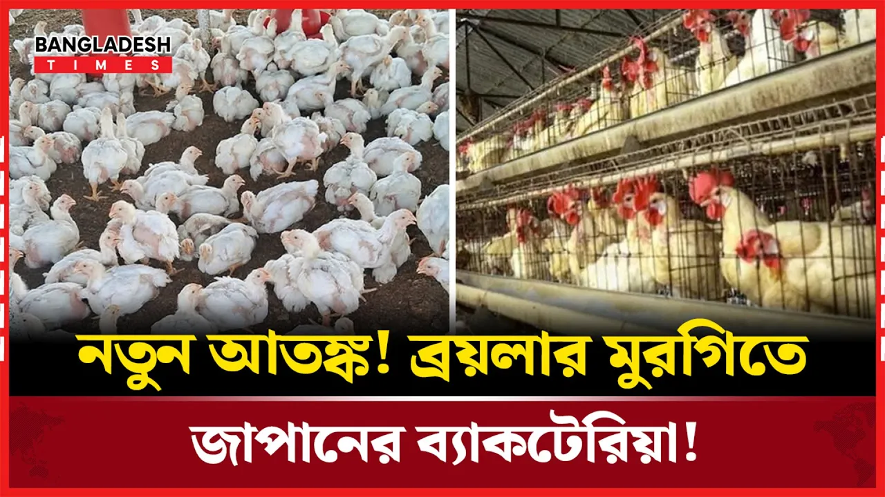 ব্রয়লার মুরগিতে নতুন ব্যাকটেরিয়ার ভয়ংকর রূপ!