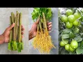 Download Lagu How to propagate lemon tree from cuttings with aloe vera - With 100% success