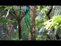 Male  Quetzal