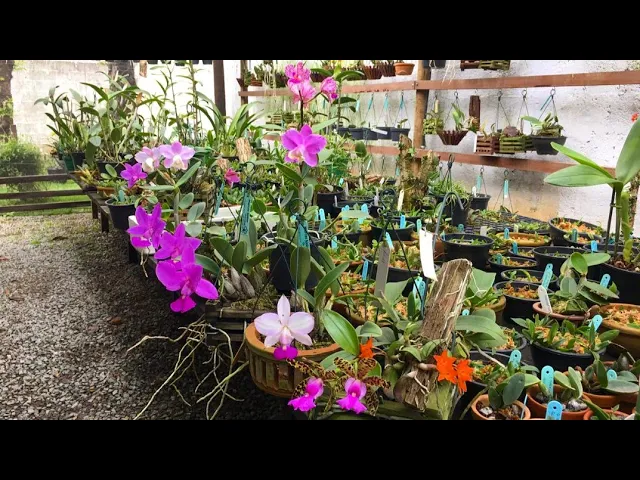 QUAL A DIFERENÇA ENTRE AS ORQUÍDEAS CATTLEYA WALKERIANA E CATTLEYA NOBILIOR FLORAÇÃO