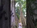 Download Lagu Sepasang pohon Raksasa di kebun Raya Bogor