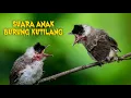 Lagu SUARA BURUNG PIKAT ANAK KUTILANG