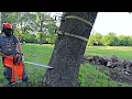 Download Lagu Felling a Dangerous Leaning Tree - Bore Cut Before the Face Cut