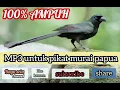 Download Lagu SUARA PIKAT BURUNG MURAI PAPUA || BURUNG SAERAN EOD