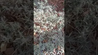 عسل الشوك نݣير 