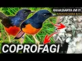 Download Lagu INI TERAKHIR YA !!! DRK MURAI BATU KALIAN HARUS TAHU SEKARANG 