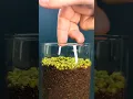Download Lagu Growing Mung Beans - Time lapse
