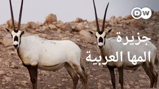 وثائقي جزيرة الظباء البيضاء جنة أبو ظبي للحياة البرية وثائقية دي دبليو 