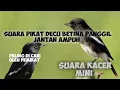 Download Lagu Suara decu betina panggil jantan jitu