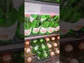 they sell soju at target