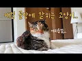 Download Lagu Disabled cat trapped by vacuum