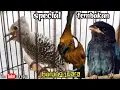 Download Lagu SPECIAL TEMBAKAN BURUNG JUARA || ( berjedah ) cililin vs pelatuk vs tengkek buto