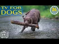 Lagu LIVE Dog TV: Best Fun \u0026 Relaxing TV for Dogs | Stop Boredom and Anxiety with Music for Dogs All Day