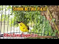 Lagu SOGON BETINA PIKAT RIBUT SAMA SOGON LIAR || PANCINGAN AMPUH SOGOK ONTONG MACET BUNYI